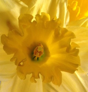 Daffodil