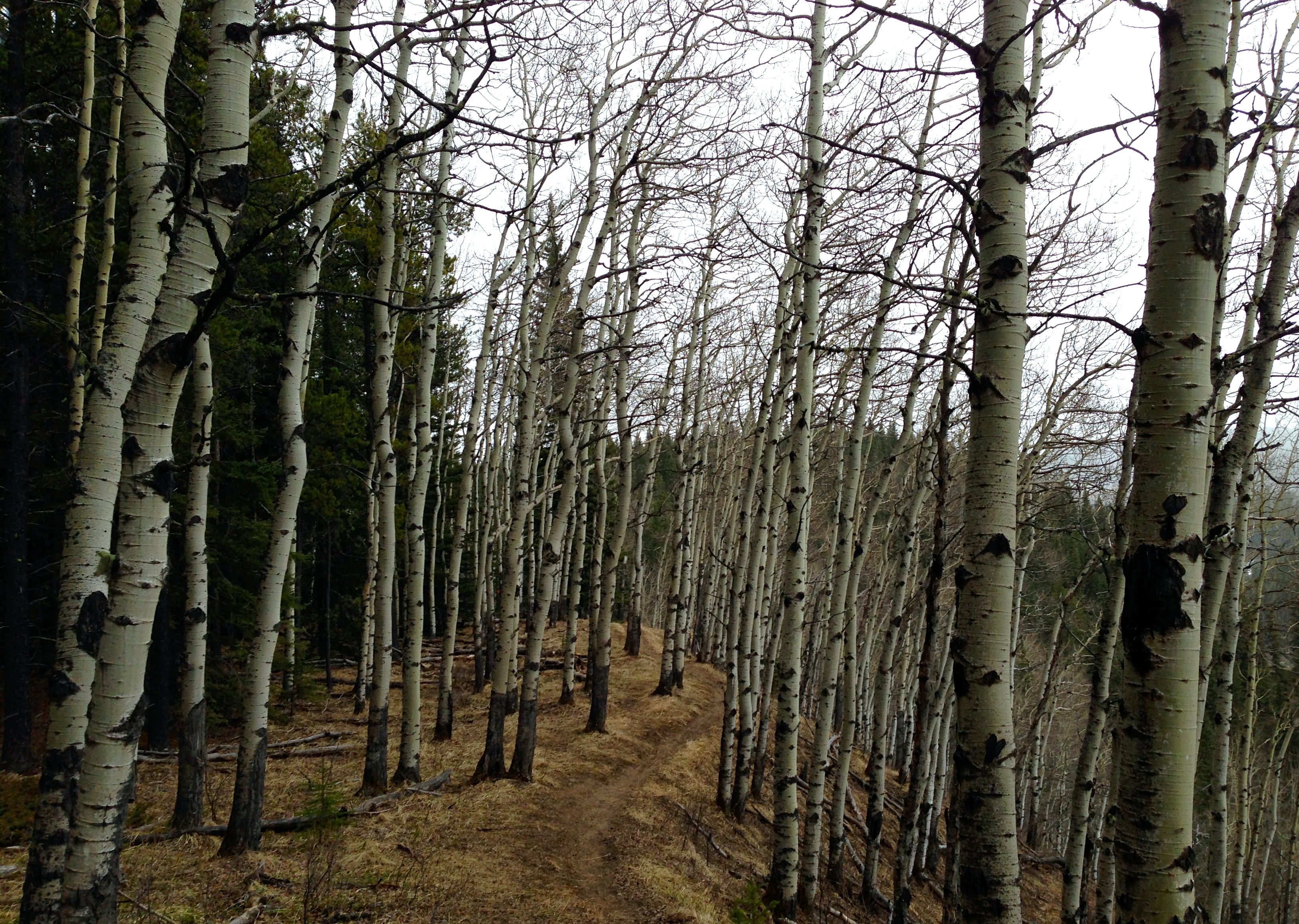 Ominous forest of birch trees