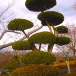 Japanese giant bonsai tree