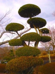 Japanese giant bonsai tree
